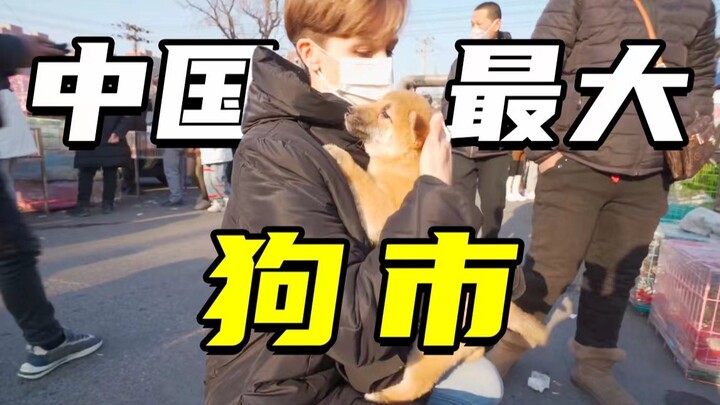 ชาวเยอรมันมาตลาดสุนัขในภาคตะวันออกเฉียงเหนือถึงกับตะลึง ไม่เคยเห็นสุนัขเยอะขนาดนี้มาก่อนในชีวิต!