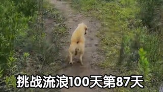 挑战流浪100天第87天 离开峡谷