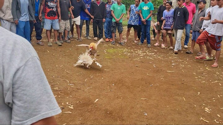 bulik vs bangkas