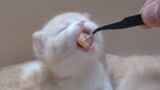 Binatang lucu makan daging, satu gigitan setiap kali [Kucing Susu Kecil Hari 23]
