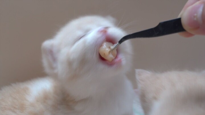 Binatang lucu makan daging, satu gigitan setiap kali [Kucing Susu Kecil Hari 23]