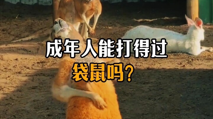 Apakah orang dewasa bisa mengalahkan kanguru?