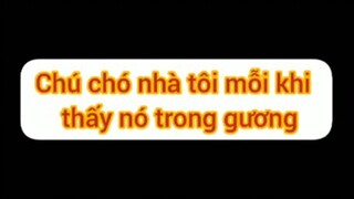Cùng xem phản ứng của chú chó khi thấy mình trong gương nhé