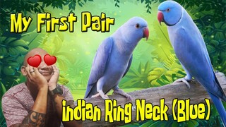 Indian Ring Neck || My First Pair