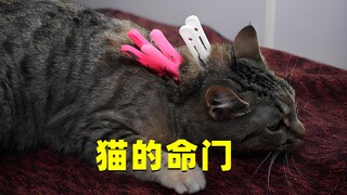 猫的后脖颈，为什么一旦掐住，它们就会被封印动不了？