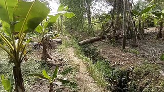 jalan2 ke kebun serba tanaman