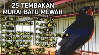 25 Tembakan Murai Batu Isian Sadis Dan Mewah Yang Disukai Juri - Masteran Murai Batu