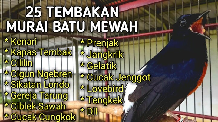 25 Tembakan Murai Batu Isian Sadis Dan Mewah Yang Disukai Juri - Masteran Murai Batu