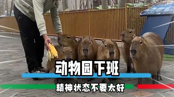 How fun is it when the little animals get ready to clock out for the day?