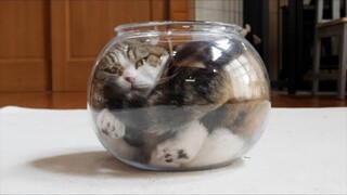 Where the jar is, there the cat is.