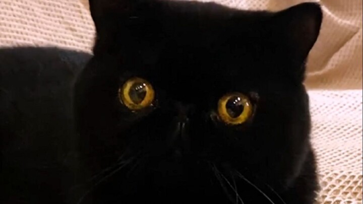Chú mèo đen này thừa biết mình đen!