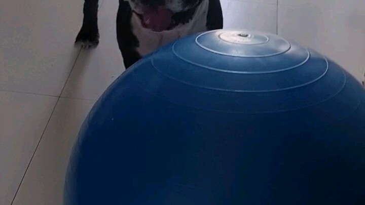 Bruce playing big ball 😄 ❤️ 💙 💜