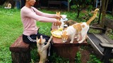 Feeding mewing kitten, cat and hungry puppies with noodle and fish