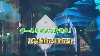 เพิ่งเคยเห็นปลาที่น่ารักขนาดนี้เป็นครั้งแรกเลยนะ! มันกลับเล่นกับตัวเองอยู่ได้!!