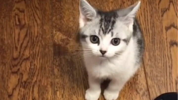 A little kitten who has been able to learn human speech since childhood has become a spirit!