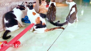 chó mèo quanh nhà dễ thương