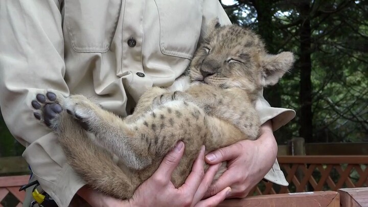 The little lion cub is so cute it’s almost falling asleep in the keeper’s arms! So well-behaved~ So 