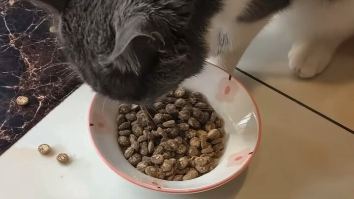 คนนะ เอาทุกอย่างที่มีให้มิ้วทานมาผัดให้หน่อยแล้วค่อยเอาให้มิ้วนะ