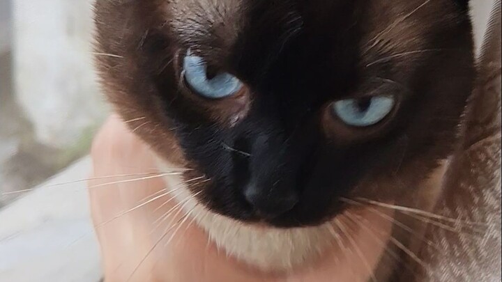 Petting a smelly cat?