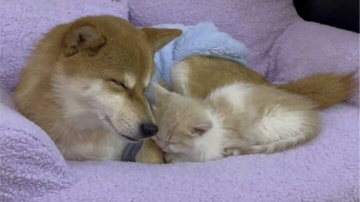 The proactive little kitten has already found sweet love～