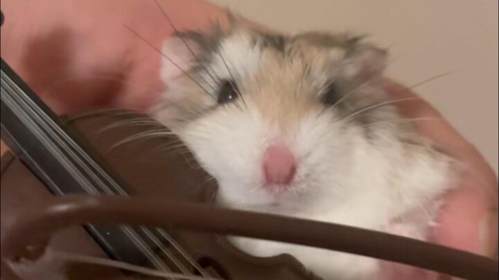 Kakek Nenek Tikus Kecil