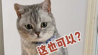 How to Use Cats to Scam for a New Phone?