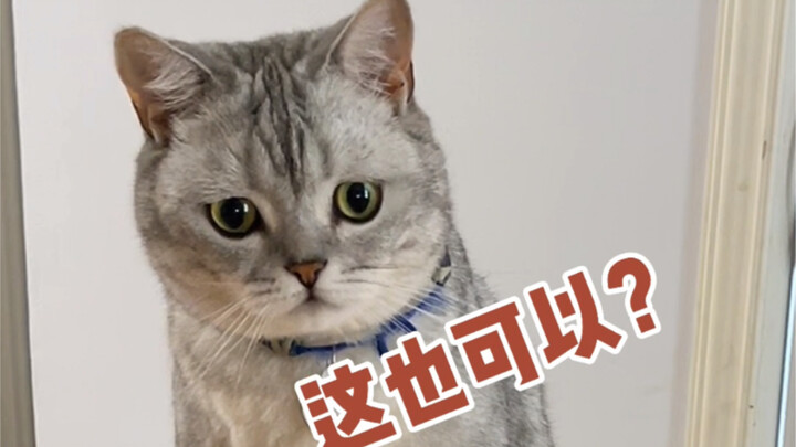 How to Use Cats to Scam for a New Phone?