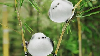 The cutest bird in the world, round like a snowball, many people think it is a toy