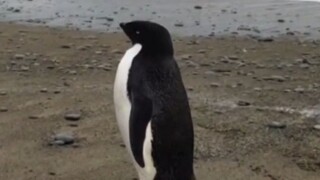 A Silly Penguin