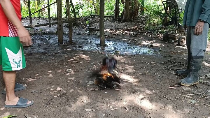 kelso hatch 2yrs old vs pumkin hatch 7months