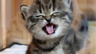 I'm the invincible cutie, a bit cute, a bit naughty...