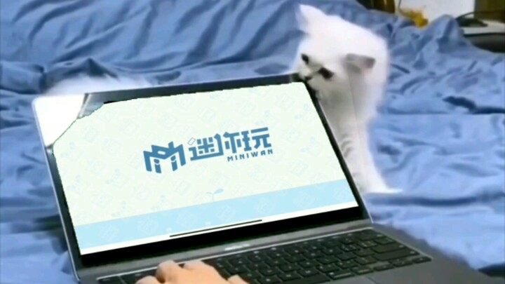 Nhanh nói cảm ơn mèo mèo!