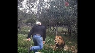 Lion Want the Fresh Meat😱