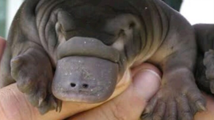 Cute platypus