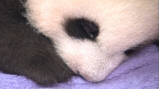 Adorable and lovely panda