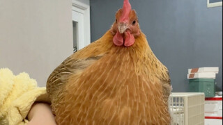 Question the chicken farmers, understand the chicken farmers, and become a chicken farmer