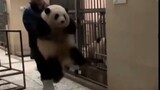 大熊猫嘤嘤怪上线：早期女明星花花称体重，太可爱了！