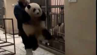 Giant panda Yingying monster is online: early female star Huahua weighs herself, so cute!