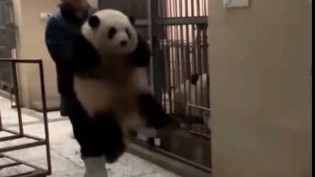 大熊猫嘤嘤怪上线：早期女明星花花称体重，太可爱了！