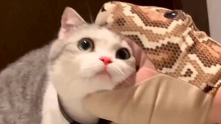 Scary! The python bites the kitten's head