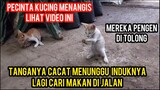 Bikin Nangis Dua Anak Kucing Cacat Meminta Tolong Di Beri Tempat Tinggal Lihat Endingnya..!