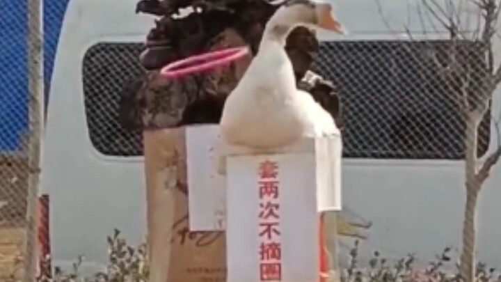 This goose probably has a stake.