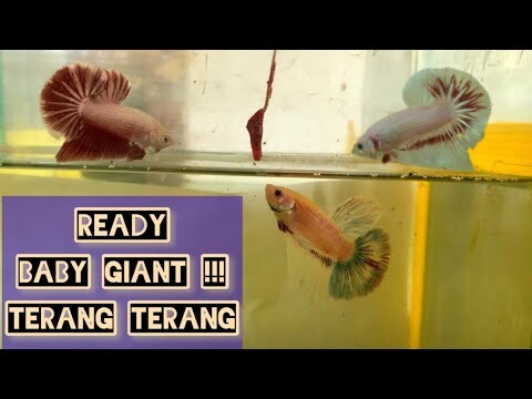 READY BABY GIANT HMPK