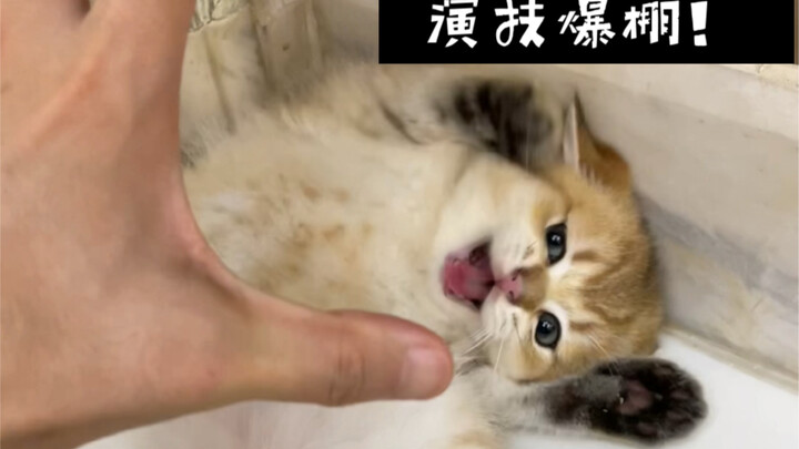 Is this kitten’s performance so much better than that of the celebrity influencers?