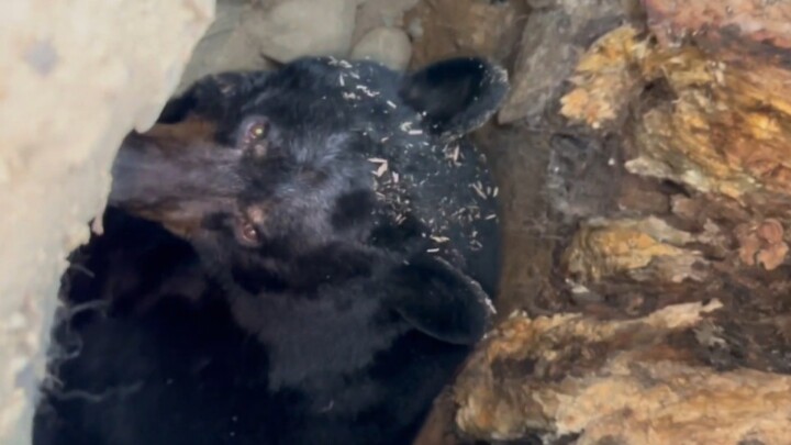 Visiting Hibernating Bears