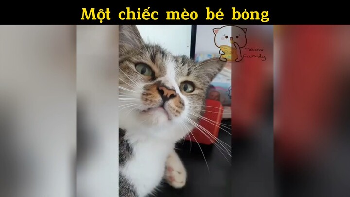 Một chiếc mèo bé bỏng😂