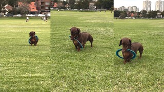 Dachshund: I may not be very smart, but I'm super cute!