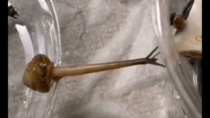 The Wonders of Nature – Snails and Headless Flies
