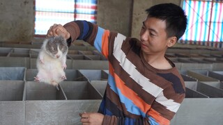 Huanong Brothers: Let's take a look at the chipmunk and its cubs, they are very beautiful