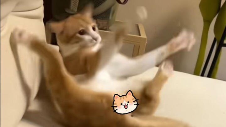 [Animal Voiceover] You’re just scared.